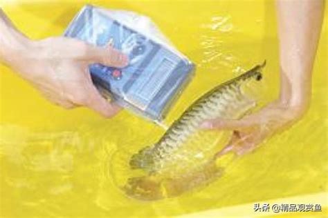 魚名查詢